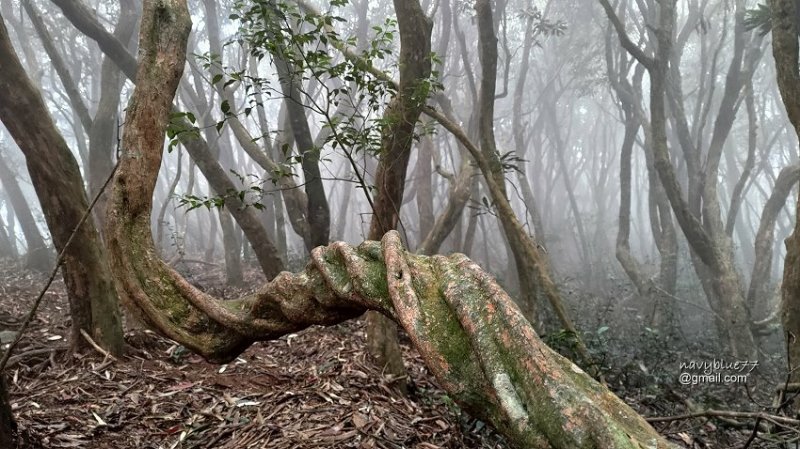 沙蓮山橫嶺山 (87).jpg