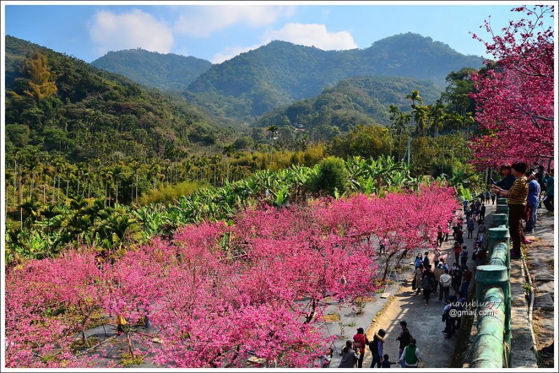 半天岩紫雲寺賞櫻 (13).JPG