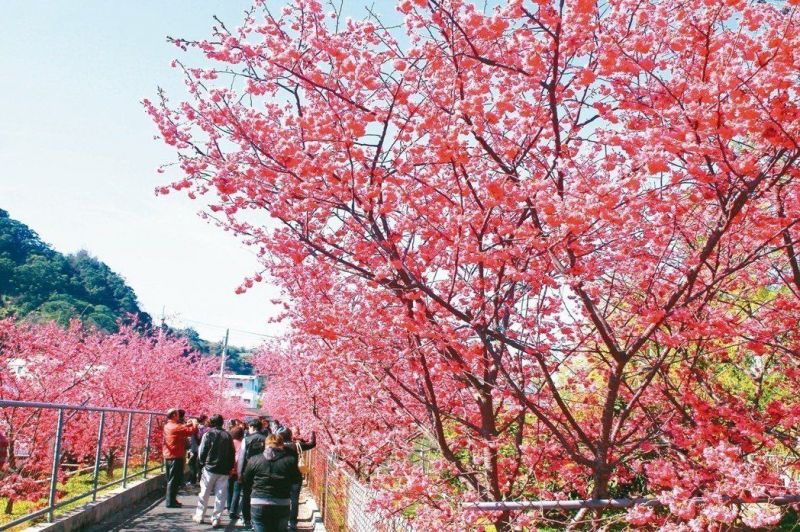 2018后里泰安樱花季