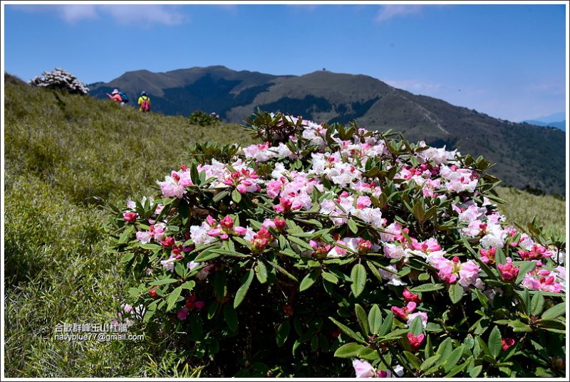 合歡山區玉山杜鵑