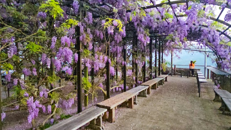 【瑞太古道】一條古道，兩種世界｜從荒野走進瑞里的紫色花海