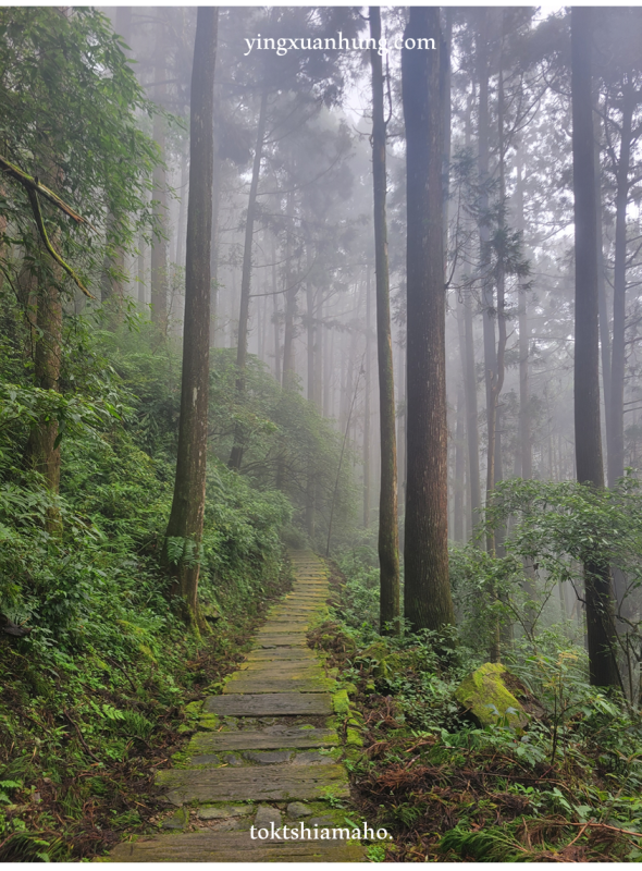 郊山縱走 | 阿里山頂石棹步道群、霹靂山、大凍山