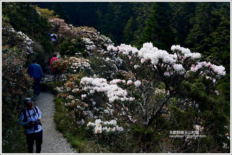 小奇萊步道玉山杜鵑