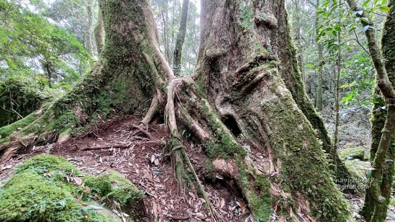 沙蓮山橫嶺山 (72).jpg