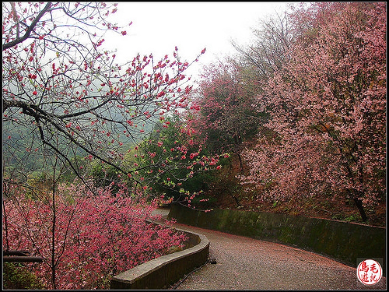 碧絡角環山櫻花步道 (14).jpg