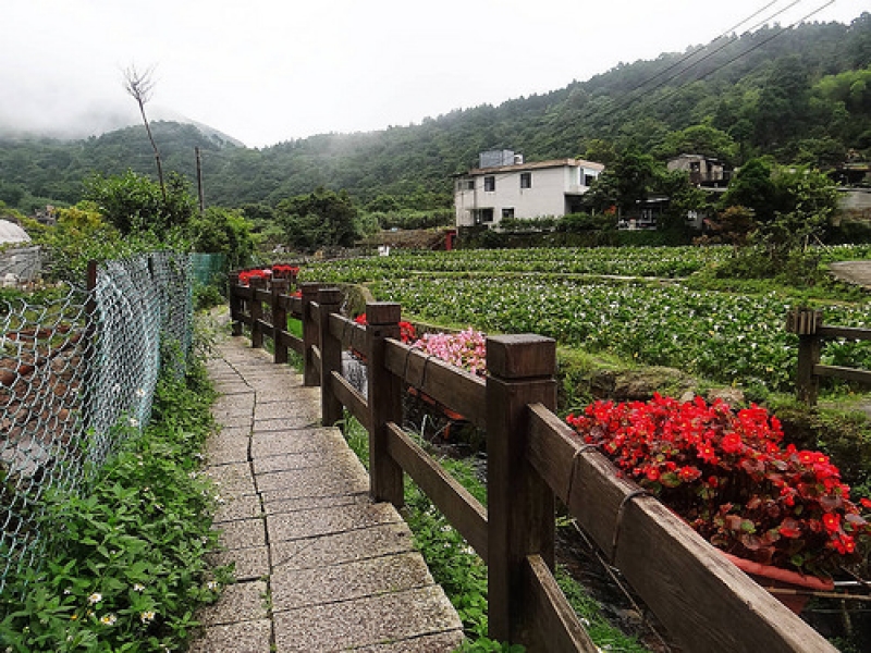 竹子湖繡球花水尾巴拉卡步道 (22).jpg