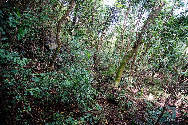 石頭山山徑