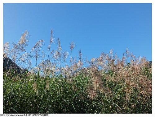 上內平林步道 (14).JPG - 上內平林步道