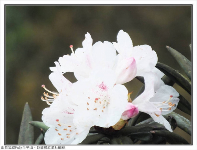 巨齒稜紅星杜鵑 (45).jpg - 巨齒稜紅星杜鵑花