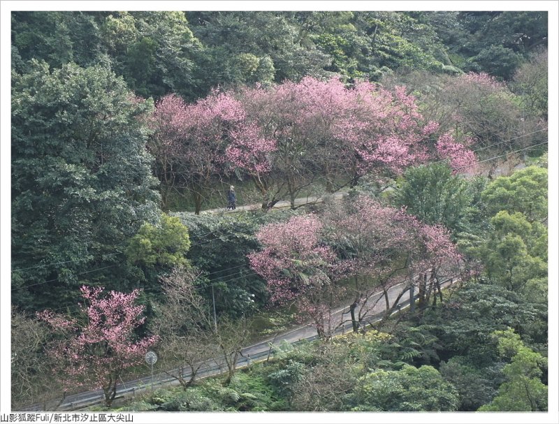 大尖山櫻花 (43).JPG - 大尖山櫻花