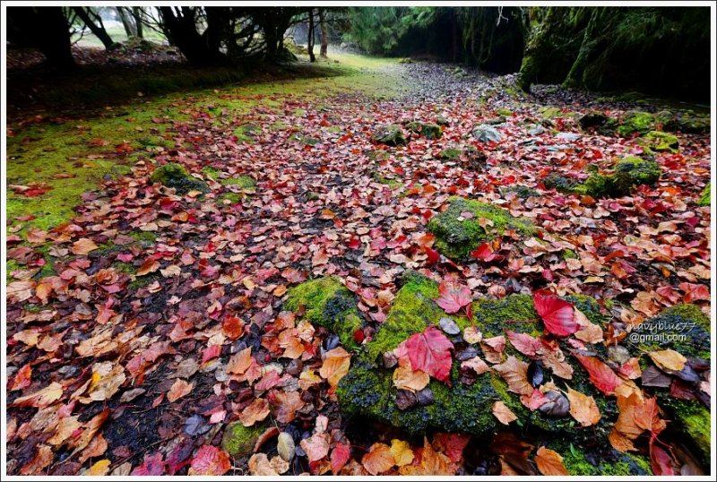 阿里山小笠原楓紅 (13).JPG