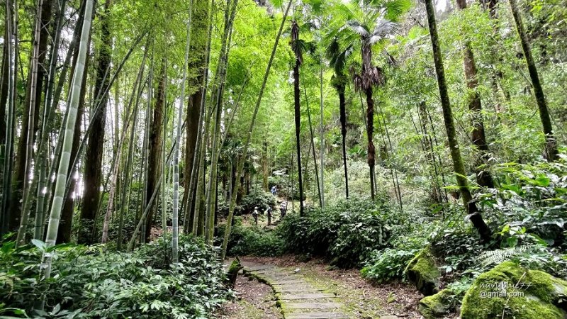 頂石棹-大凍山 (42).jpg