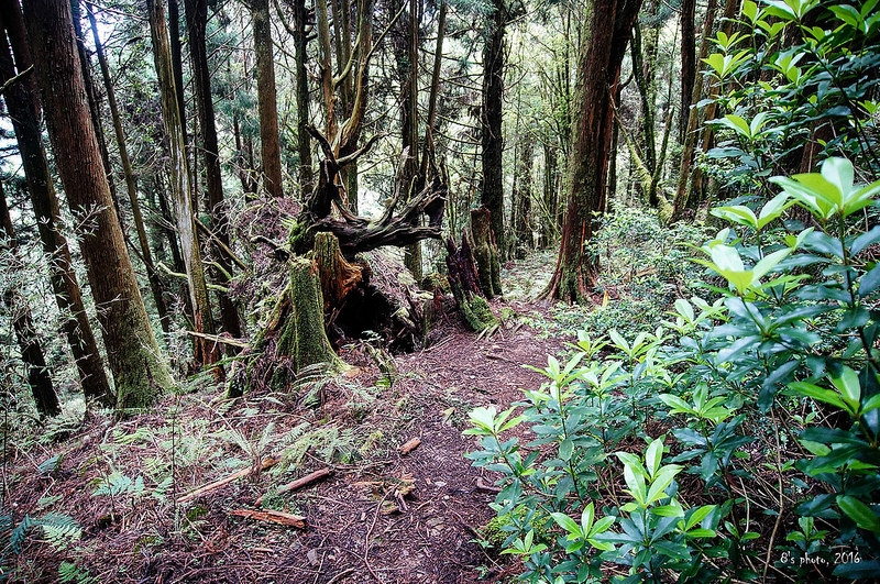 東水山下古道 2.7K 途中