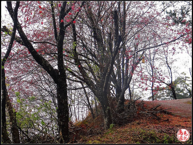 碧絡角環山櫻花步道 (39).jpg