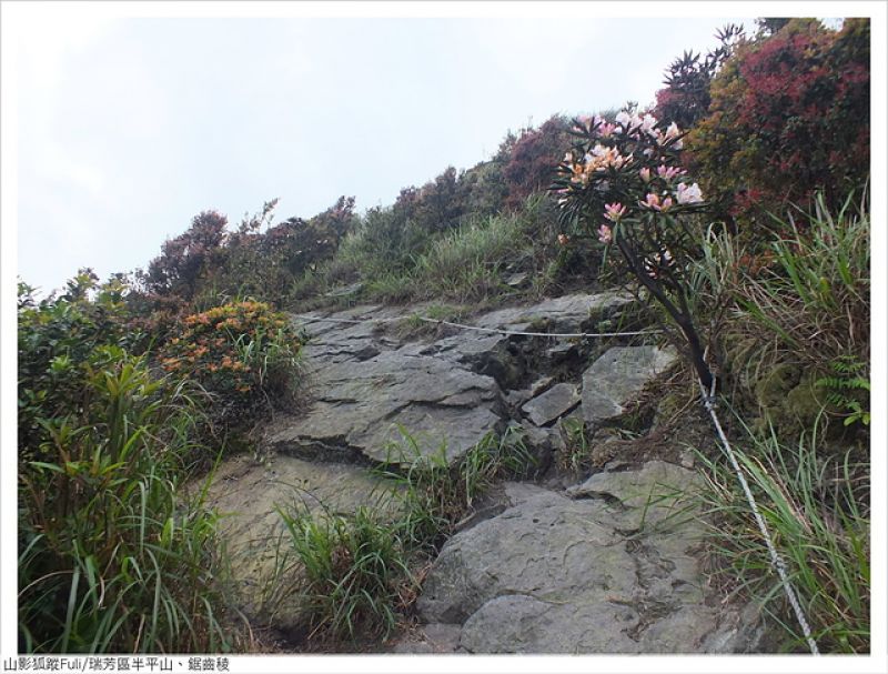 半平山 (64).JPG - 半平山杜鵑花