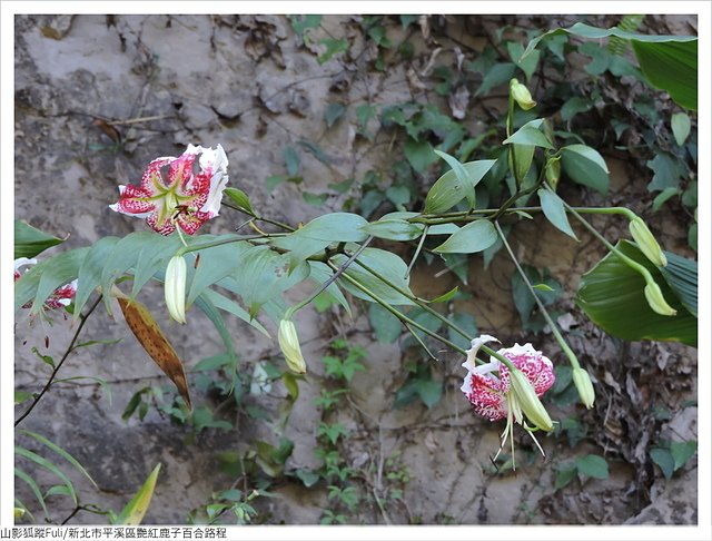 靈巖寺艷紅 (32).JPG - 艷紅鹿子百合花影