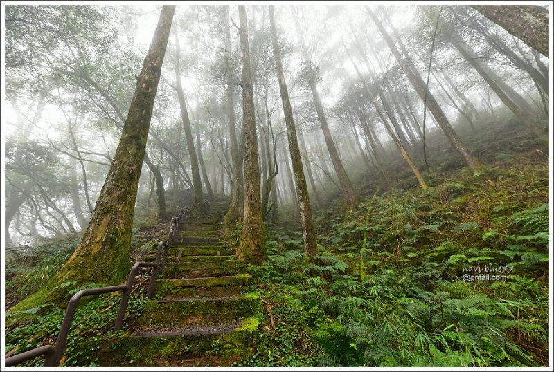 對高岳楓紅 (21).jpg