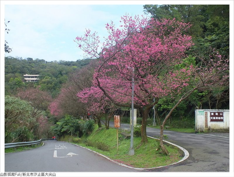 大尖山櫻花 (1).JPG - 大尖山櫻花