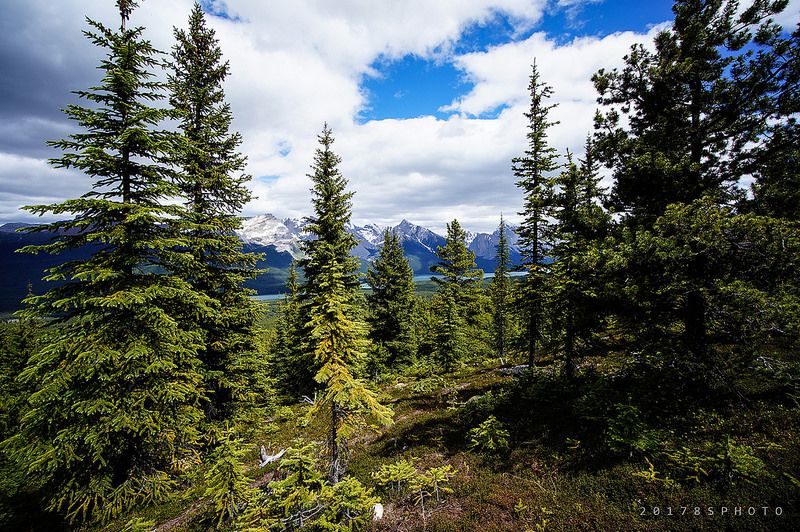 森林後的 Maligne Lake