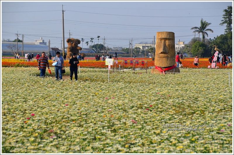 太保花海201803.JPG