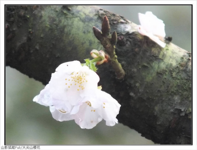 大尖山櫻花 (19).jpg - 大尖山櫻花開