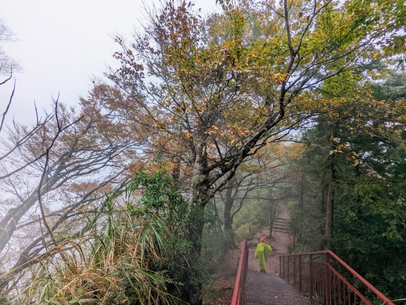 《台灣山毛櫸步道》山毛櫸的尾聲,還有一番美景!