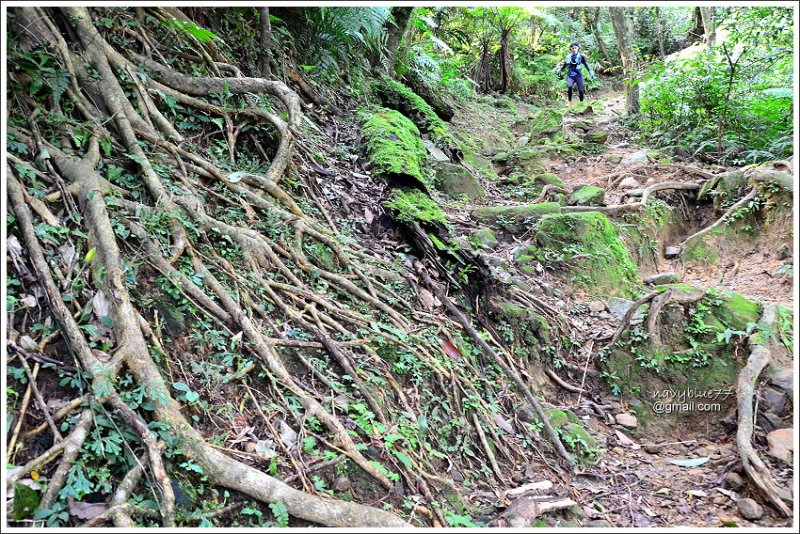 柴寮古道-三貂嶺步道 (10).JPG