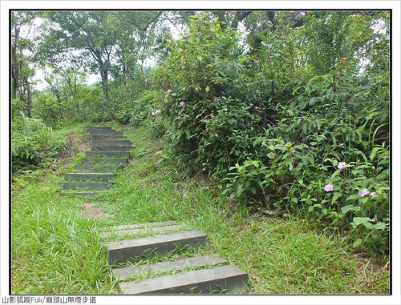 獅頭山無菸步道 (13).jpg - 獅頭山野牡丹