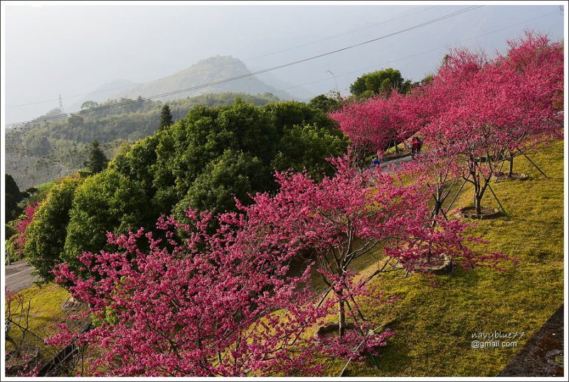 阿里山公路賞櫻 (29).JPG