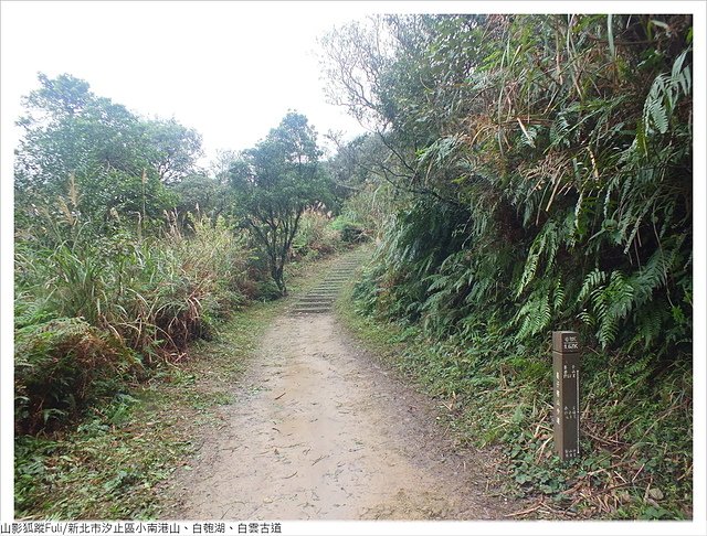 姜子寮山步道 (21).JPG - 姜子寮山步道櫻花