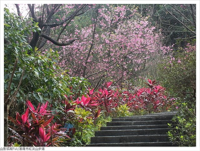 紅淡山步道 (016).JPG - 紅淡山步道