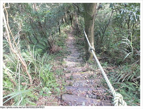 大坑稜線步道 (38).JPG - 大坑山稜線步道