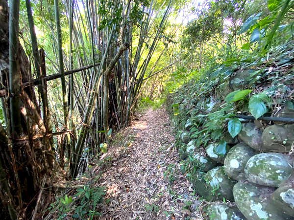 渡南古道+飛鳳古道