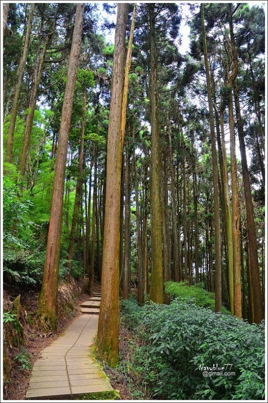 石壁木馬古道-五元二角-雲嶺之丘