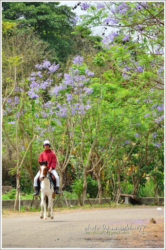 盧厝堤防藍花楹26.jpg