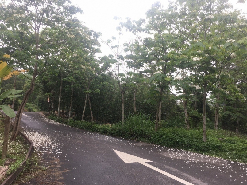 【賽事】竹縣戀戀桐花路跑 28 日合興愛情車站浪漫登場