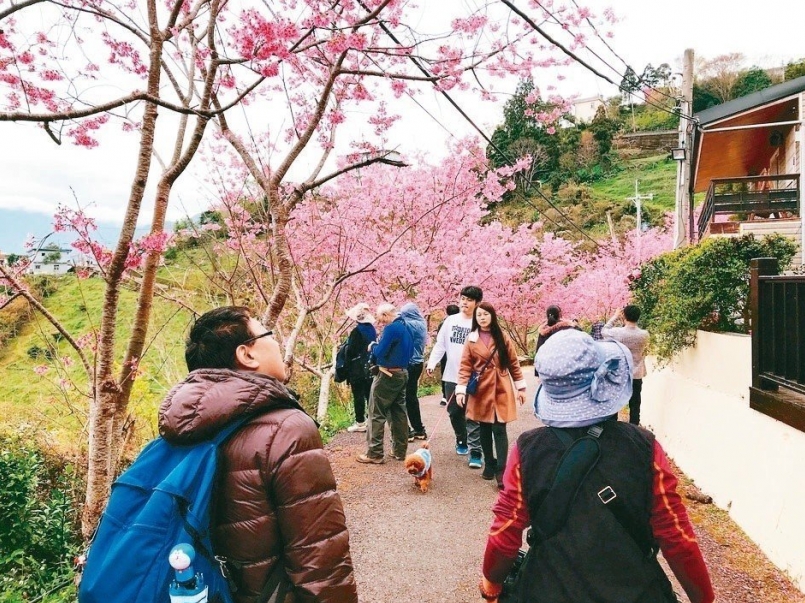 桃园市复兴区巴陵樱木花道樱花绽放,花期延续至 月初.