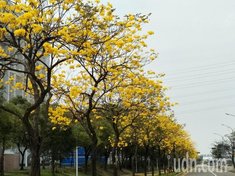 賞花手腳要快南科黃花風鈴木 黃金雨 大噴發 自行車筆記