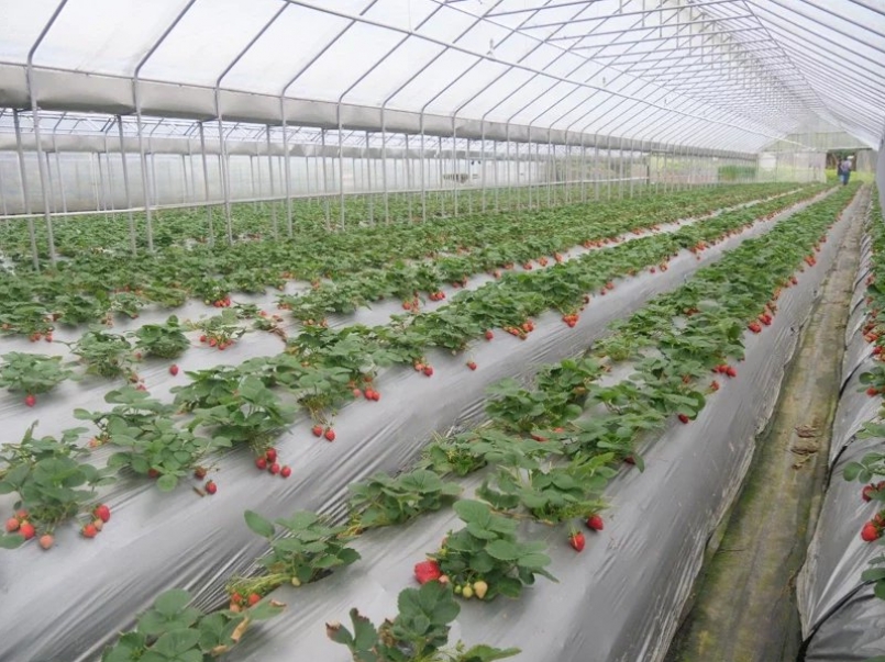 內湖區休閒農場草莓園。 圖／北市產業局提供
