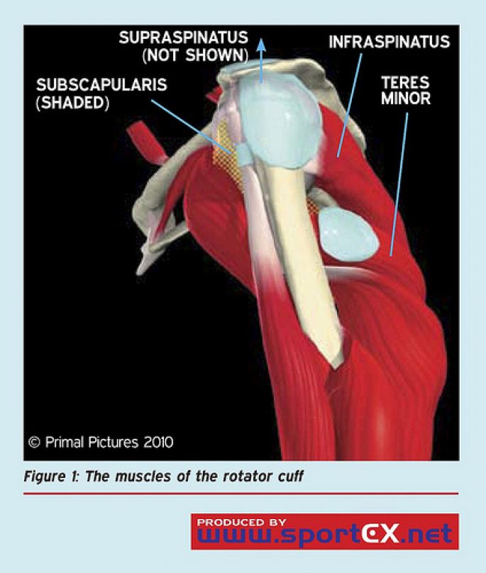 小辭典[78] 旋轉肌群, Rotator Cuff | 文章| 運動筆記