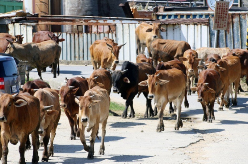 林口水牛坑有大批牛隻經過，吸引許多人慕名而來。記者王敏旭／攝影