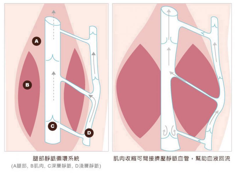 為什麼說腳，是人的第二個心臟？