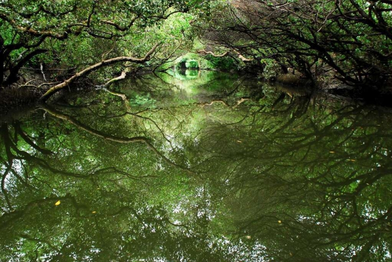 綠色隧道平靜的水面倒映著翠綠的樹葉，形成一條如夢似幻的水道，也因為茂密的林相而有...