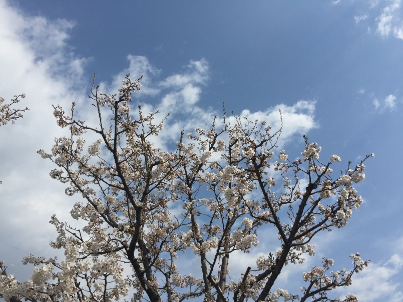 長野市區櫻花正盛開。