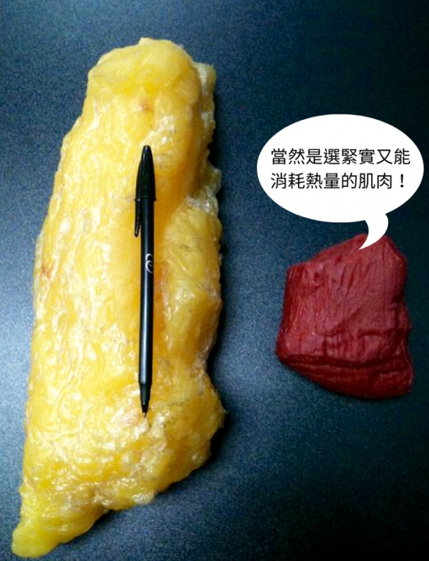 脂肪與肌肉體積比較