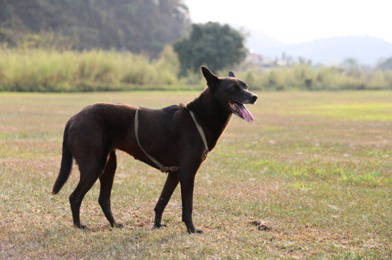 王堯弘的愛犬「波妞」日前因急性腎功能衰竭驟逝。圖／王堯弘提供