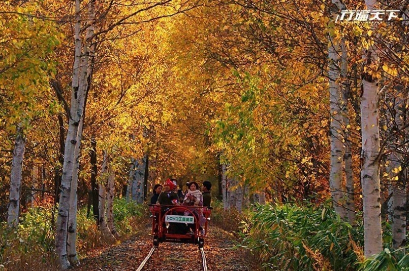 行經紅黃秋葉山林的美深軌道礦車很是浪漫 　攝影｜行遍天下
