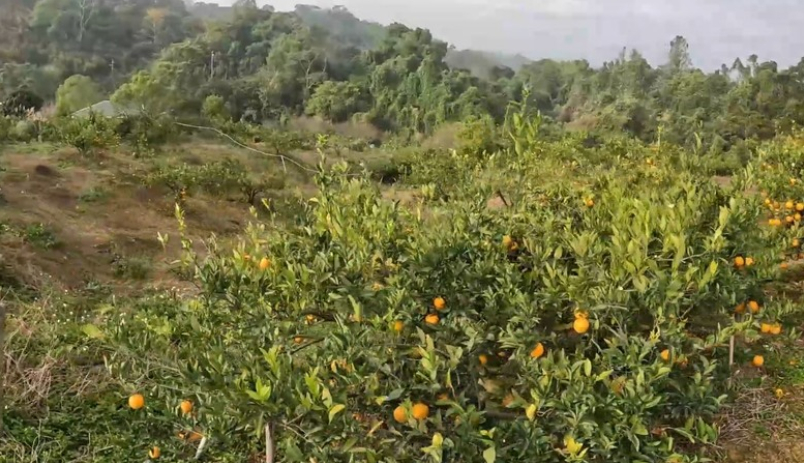 半馬當作全馬跑！？吃吃喝喝歡樂卓蘭馬！