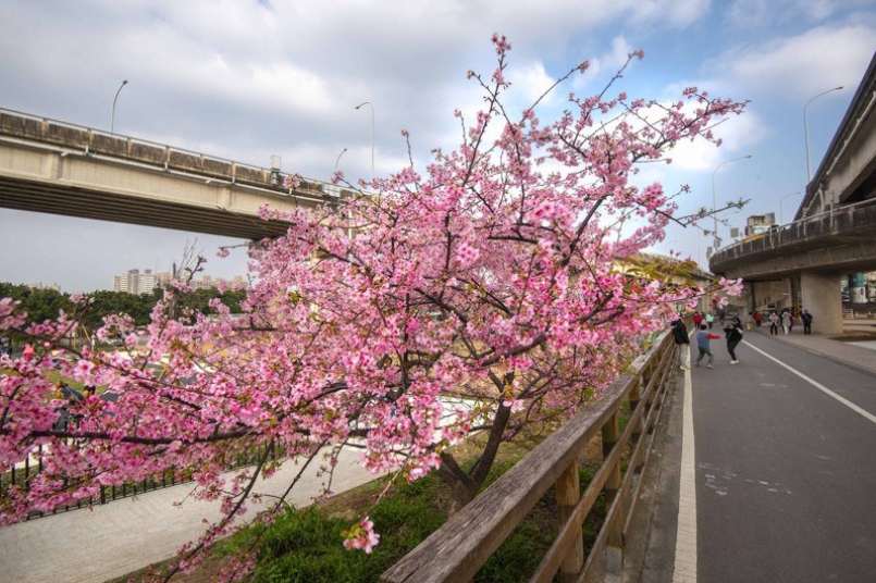 竹市長林智堅今推薦三大賞櫻勝地,包括新竹公園有「河津櫻」形成的櫻花林;有櫻花小徑之譽的汀甫圳,以富士櫻、墨染櫻、山櫻打造出漸層花林;還有「左岸櫻花車道」嬌小河津櫻綻放。圖/新竹市政府提供 竹市長林智堅今推薦三大賞櫻勝地,包括新竹公園有「河津櫻」形成的櫻花林;有櫻花小徑之譽的汀甫圳,以富士櫻、墨染櫻、山櫻打造出漸層花林;還有「左岸櫻花車道」嬌小河津櫻綻放。圖/新竹市政府提供