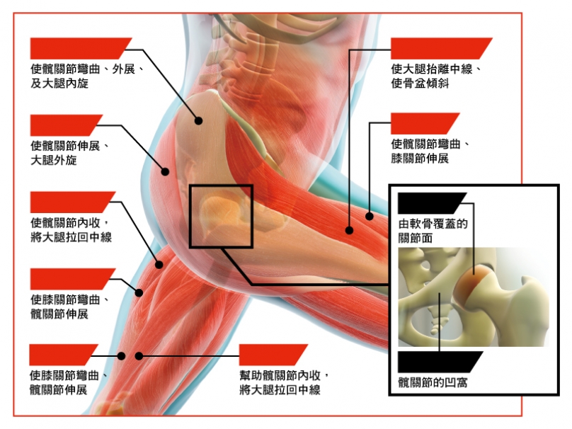 書摘 圖解跑步 髖關節有多重要 文章 運動筆記